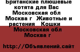 Британские плюшевые котята для Вас - Московская обл., Москва г. Животные и растения » Кошки   . Московская обл.,Москва г.